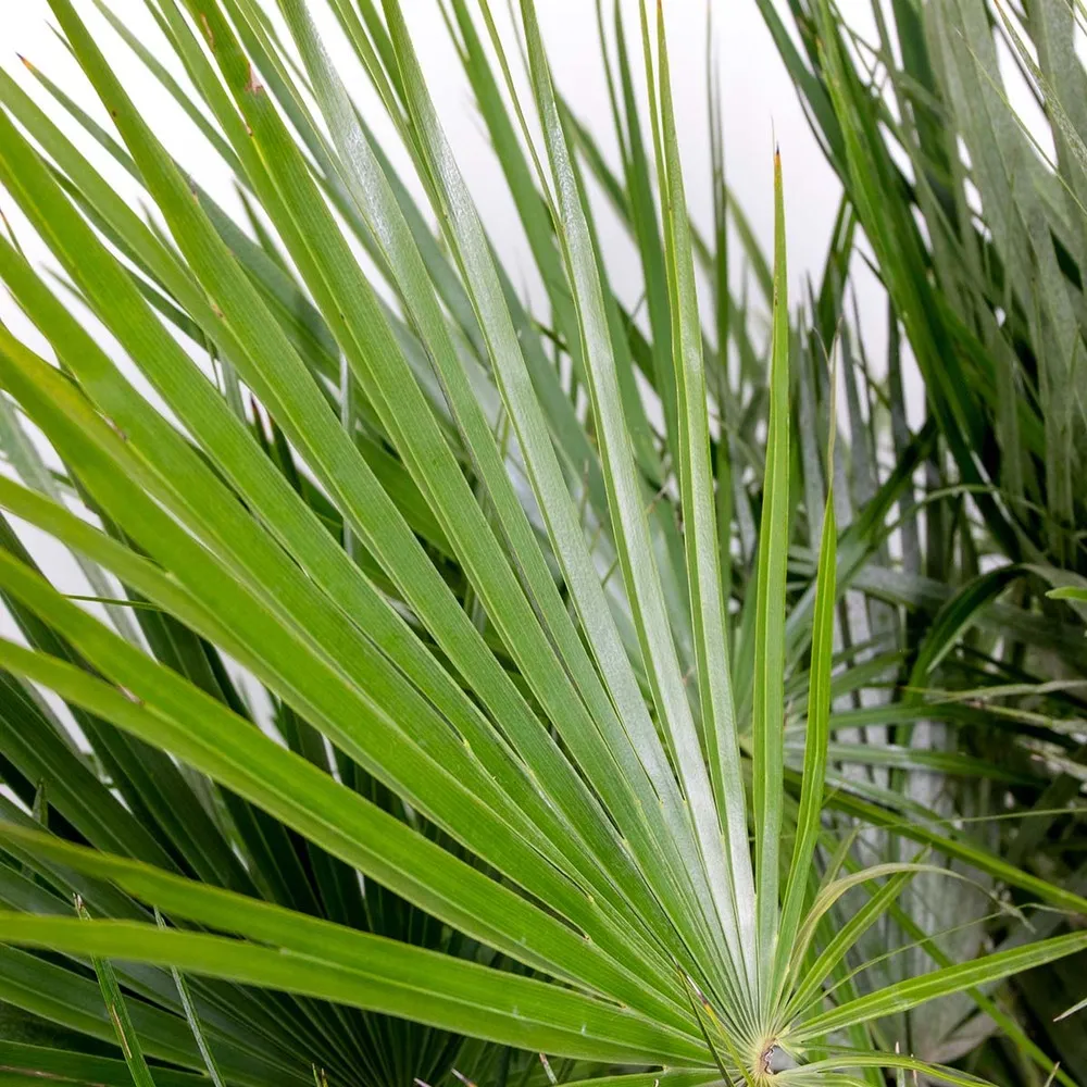 Chamaerops humilis – palmier nain européen – palmier – rustique - ⌀19 cm - ↕60-70 cm
