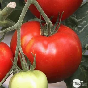 Plants de tomates 'Saint-Pierre' : barquette de 6 plants